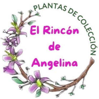 Logo angelina